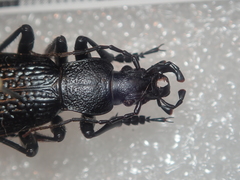 Carabus staudingeri