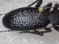Carabus staudingeri