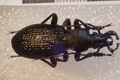 Carabus staudingeri