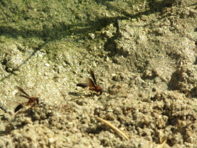 Polybia sericea from Paulista - Navarro, Paulista - PE, Brazil on ...