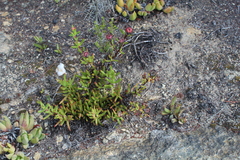 Lampranthus pauciflorus