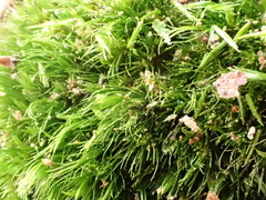 Campylopus flexuosus