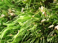 Campylopus flexuosus