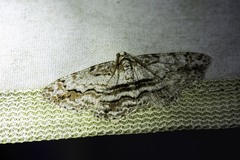 Didymoctenia exsuperata