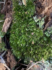 Campylopus flexuosus