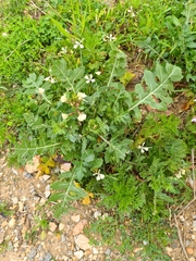 Eruca vesicaria