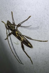 Coptocercus rubripes