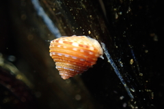 Calliostoma supragranosum