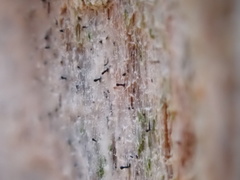 Chaenothecopsis pusilla