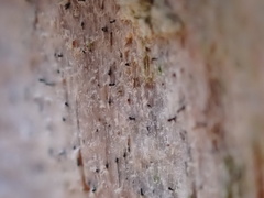 Chaenothecopsis pusilla