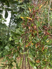 Nothofagaceae