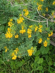 Medicago arborea