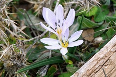 Colchicum hungaricum