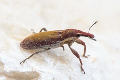 Lixus vilis