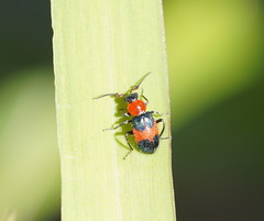 Dicranolaius cinctus