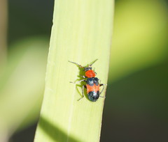 Dicranolaius cinctus