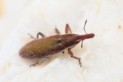 Lixus vilis