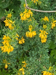 Medicago arborea