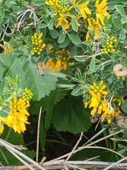 Medicago arborea