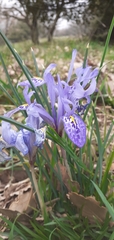 Iris histrio