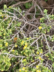 Thymelaea hirsuta