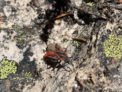 Spilostethus crudelis