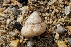 Vetigastropoda