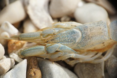 Upogebia