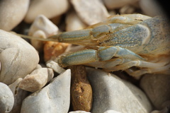 Upogebia