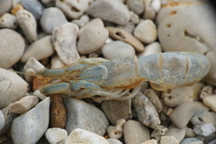 Upogebia