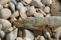Upogebia