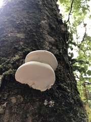 Fomitopsis hemitephra