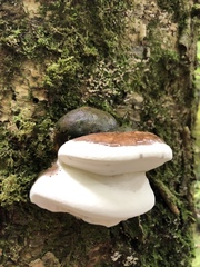 Fomitopsis hemitephra