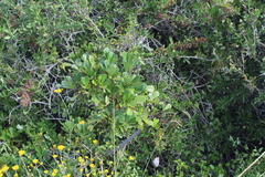 Cussonia thyrsiflora