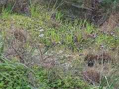 Muscari pulchellum