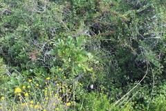 Cussonia thyrsiflora