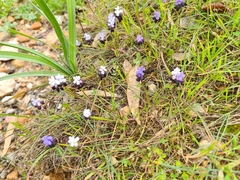 Muscari pulchellum