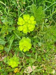 Euphorbia helioscopia