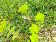 Euphorbia helioscopia