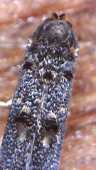 Microcolona