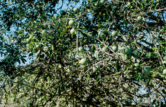 Strychnos madagascariensis