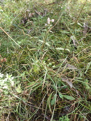 Gentianella tenuifolia