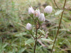 Gentianella tenuifolia