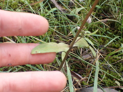 Gentianella tenuifolia