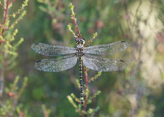 Eusynthemis virgula