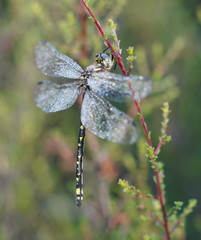 Eusynthemis virgula