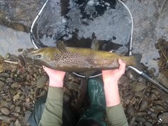 Salmo trutta fario