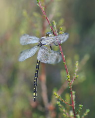 Eusynthemis virgula