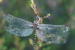Eusynthemis virgula