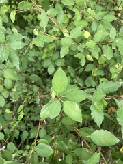 Plagianthus